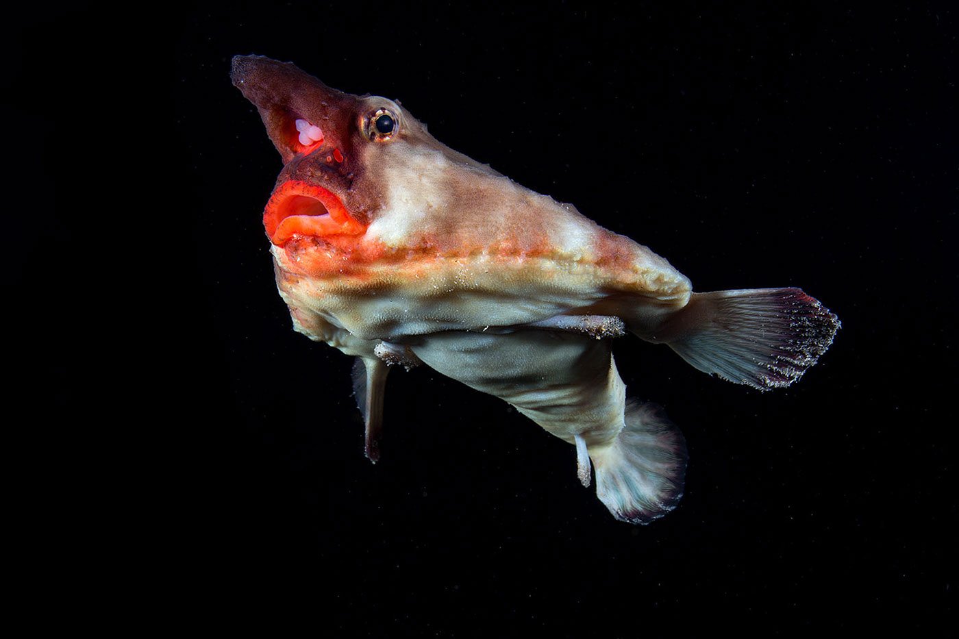 Красногубая рыба-летучая мышь