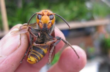 Топ-5 самых смертоносных насекомых в мире