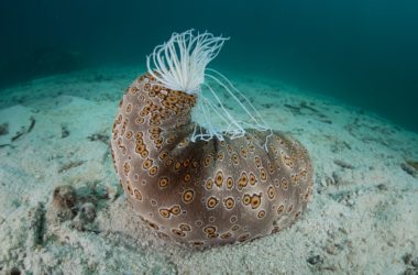 Топ-5 самых странных морских существ