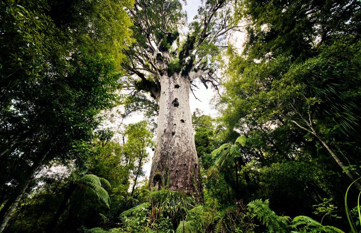 Дерево Каури, Новая Зеландия