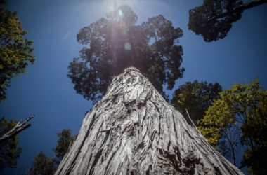 5 старейших деревьев в мире
