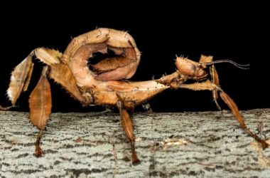 Топ-5 самых странных насекомых в мире