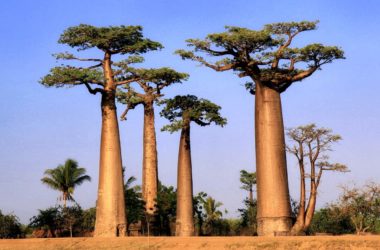 5 самых необычных растений и деревьев в мире