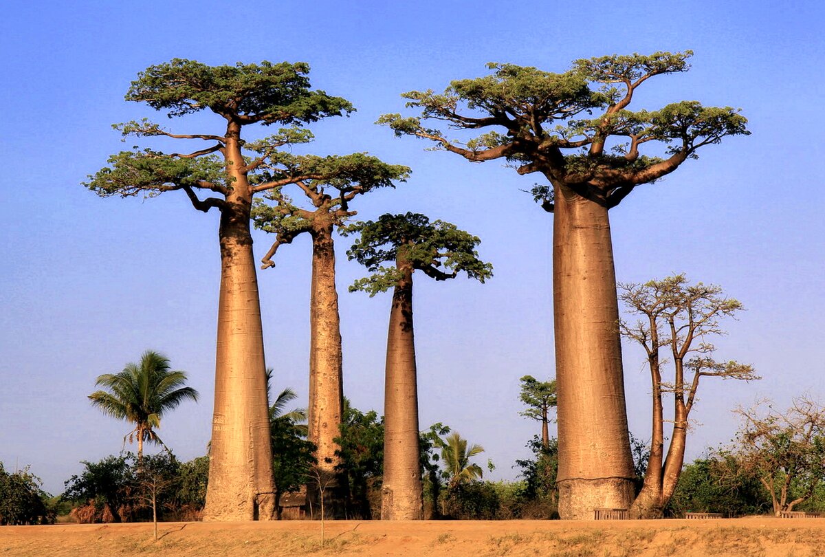 Дерево Баобаб, Мадагаскар